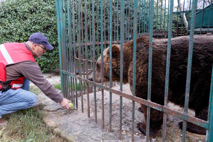 Fotos: El oso Mark recupera su libertad tras veinte años