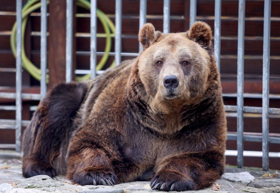 Fotos: El oso Mark recupera su libertad tras veinte años