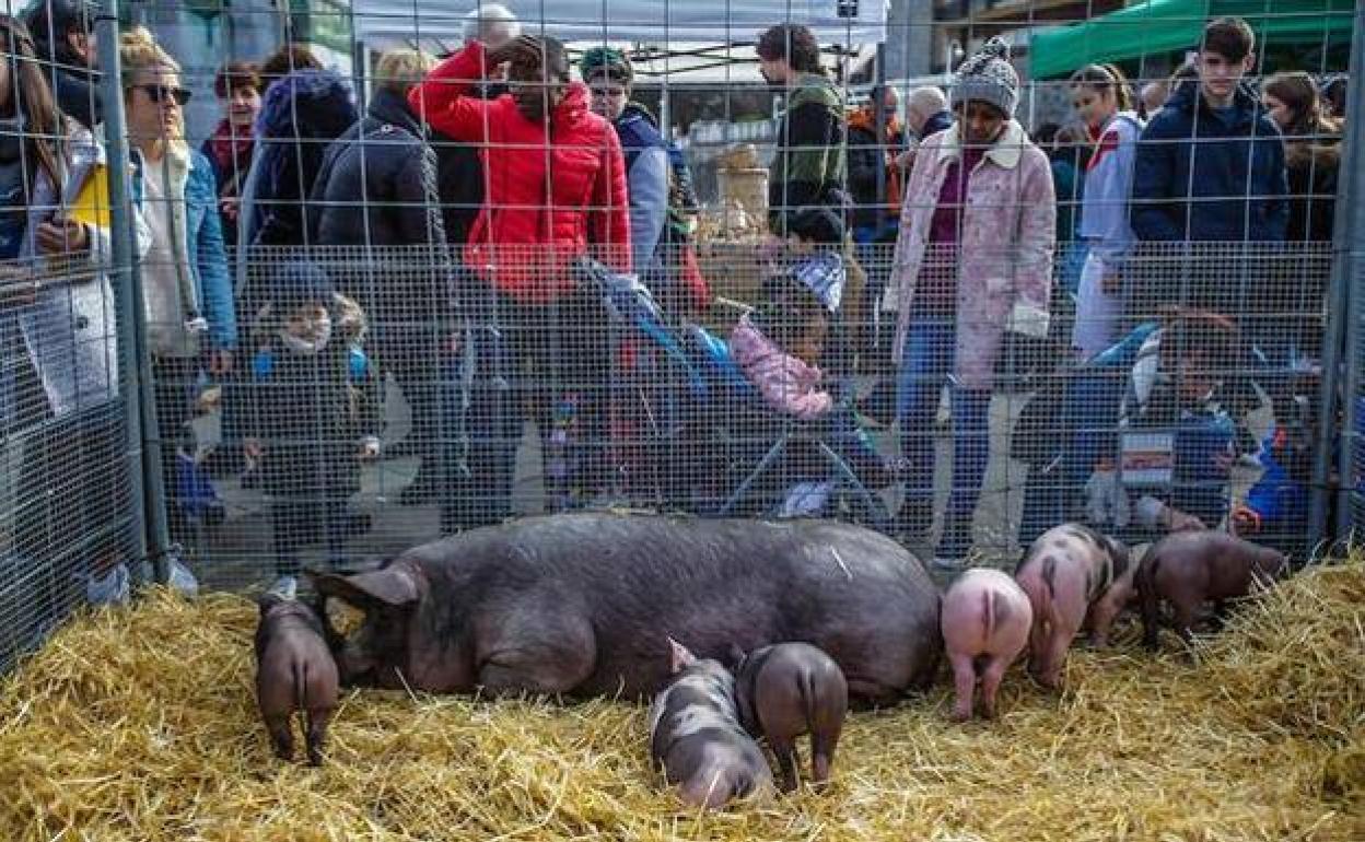 La exhibición de los animales de caserío atrae a numeroso público, en especial, a los más pequeños. 