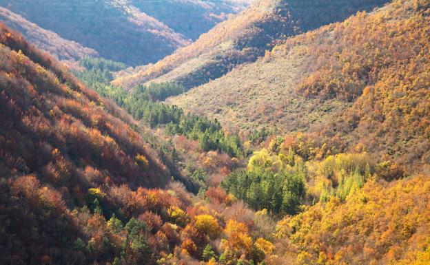 Bosque de Musitu.