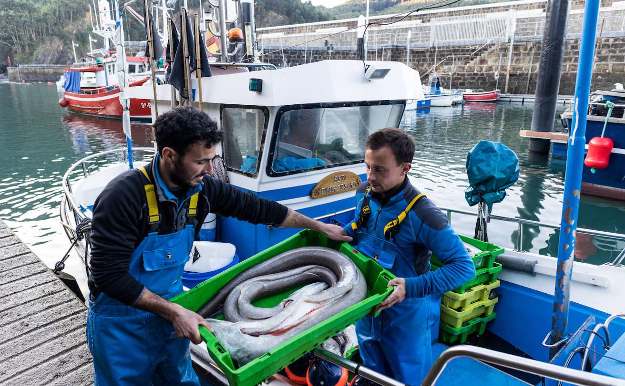 Arrantzales del Txori-Txiki descargan en Armintza la pesca del día.