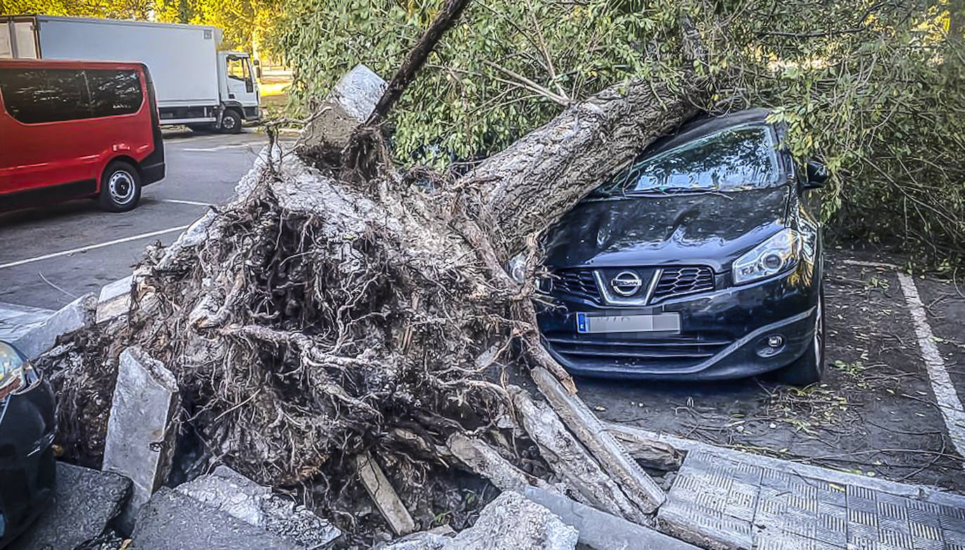 Un coche sufrió daños el pasado miércoles en Vitoria tras derribar el viento un árbol en la calle José María Diaz Mendibil. 