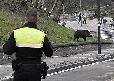 Imagen secundaria 1 - El jabalí ha llegado hasta la calzada.