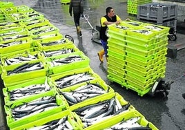 Las descargas de verdel llena el puerto de Ondarroa durante la primavera