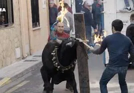 Un toro brama de forma desesperada al ser embolado en Castellón