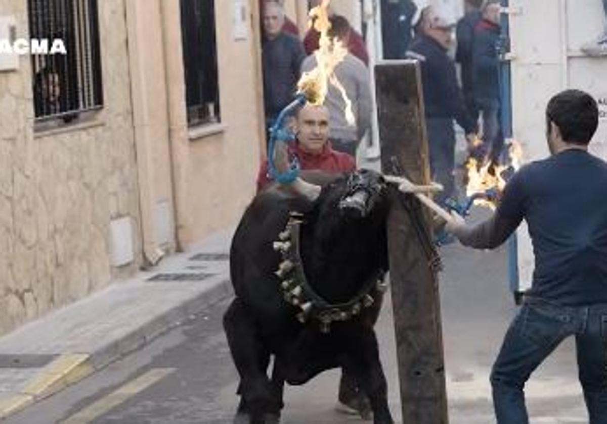 Un toro brama de forma desesperada al ser embolado en Castellón