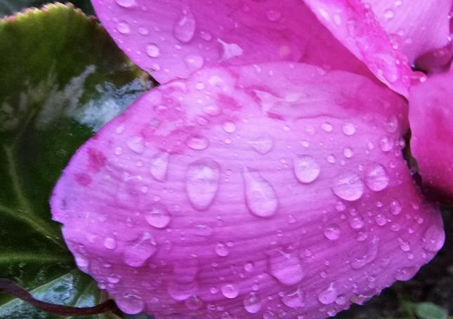 Fotografía en modo macro de los pétalos de una flor con gotas de lluvia.