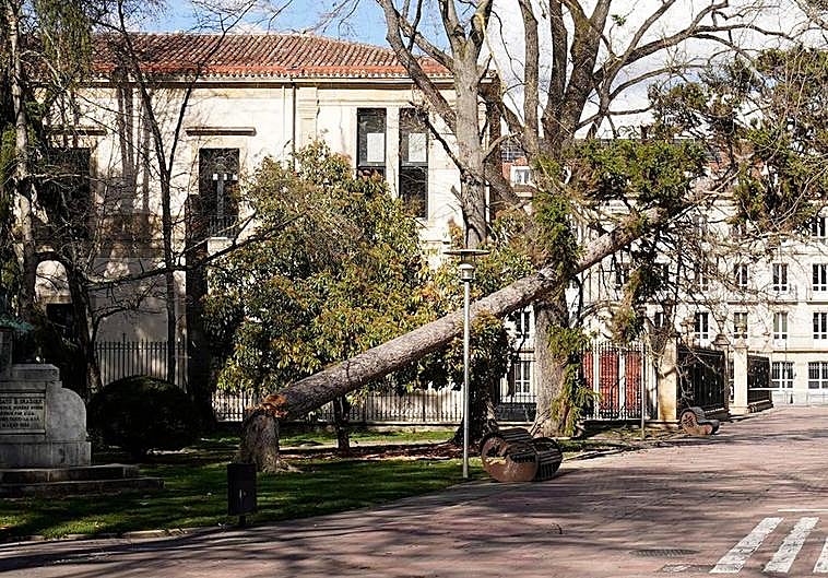 Árbol de gran porte cae derribado por las fuertes rachas de viento en La Florida.