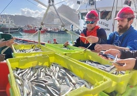 La flota de bajura del Cantábrico descarga anchoa en el puerto de Ondarroa.