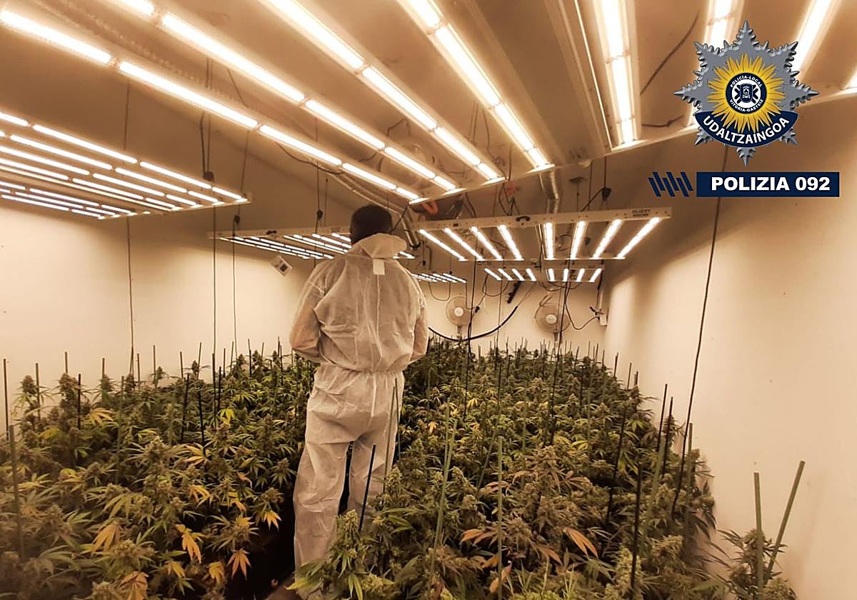 Interior de la nave donde se ocultaban 380 plantas de marihuana.