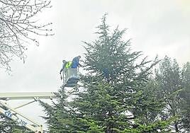 Durante varias jornadas emplearon una grúa para retirar los nidos.