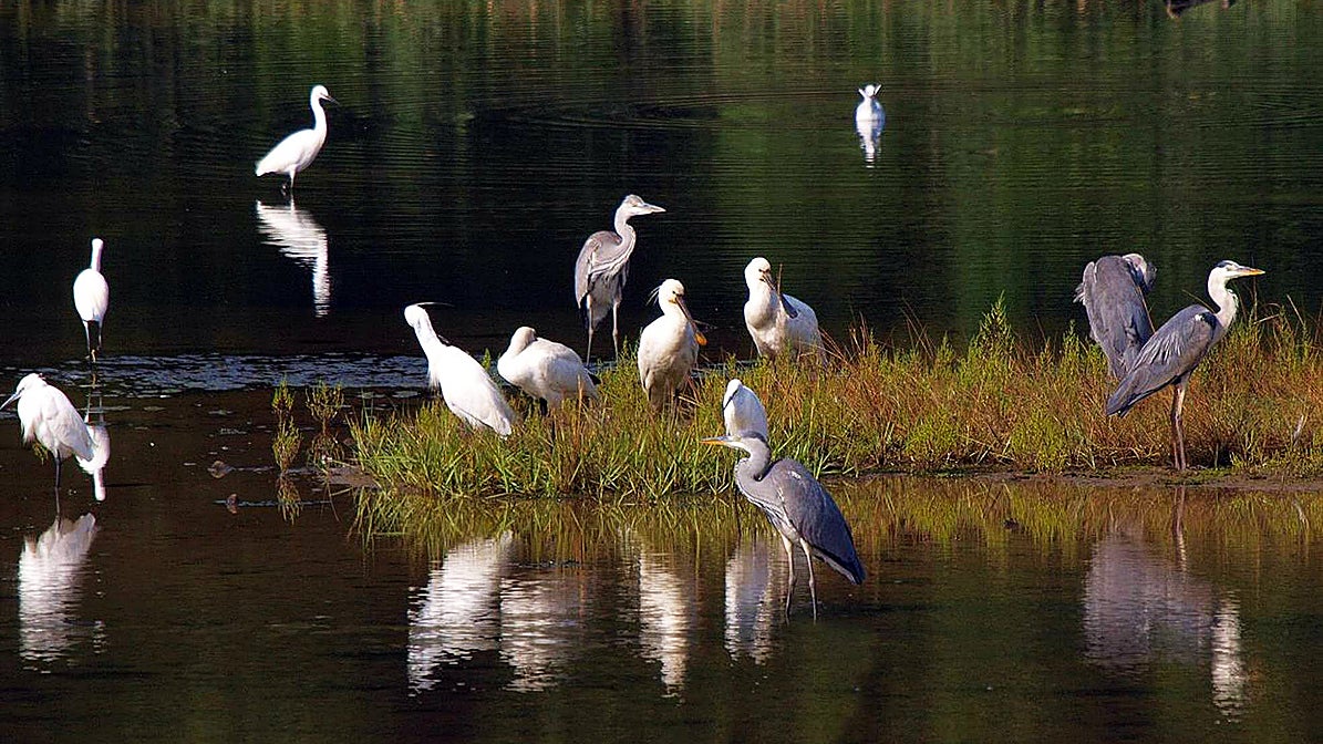 Cinco parques naturales para contemplar las aves que nos visitan en primavera