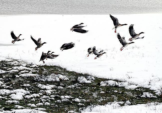Ánades reales en el Pantano del Ebro.