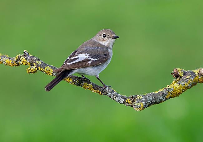 Papamoscas cerrojillo.