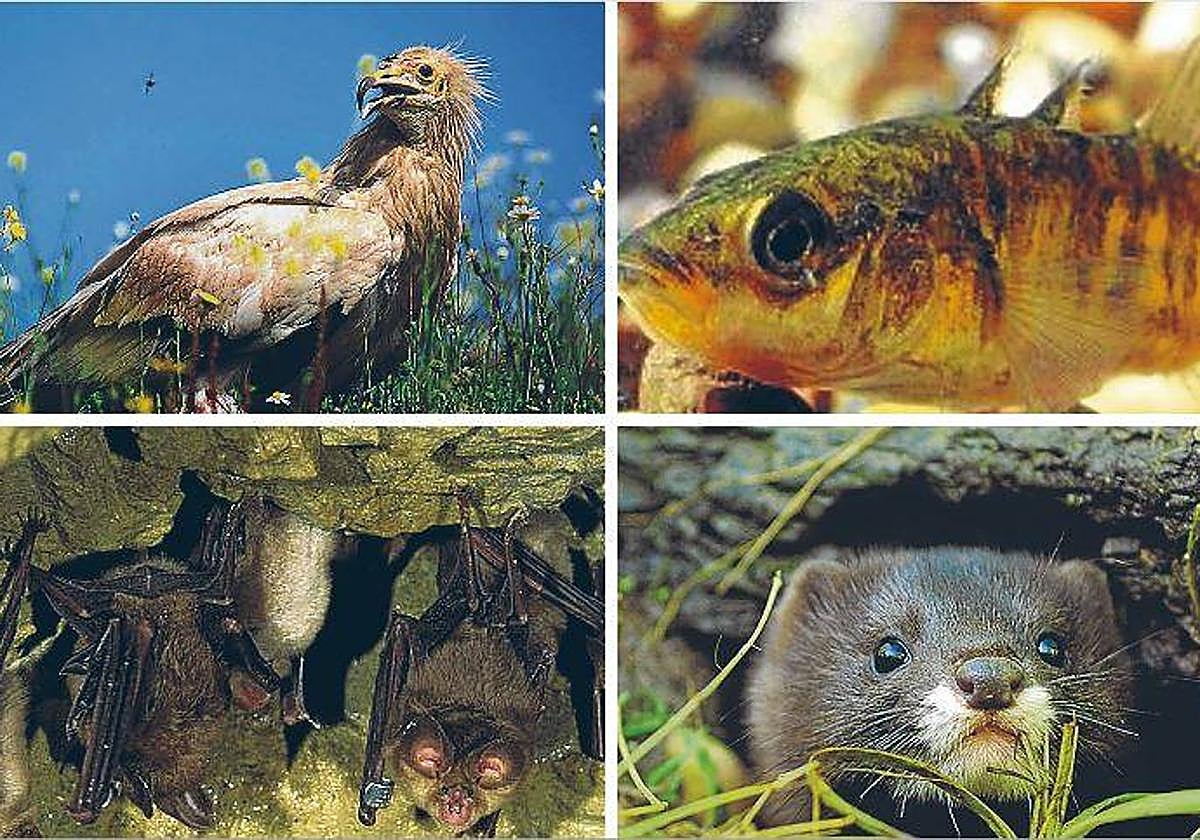 Los animales de Bizkaia que obligan a desviar millonarios proyectos de tren y carreteras