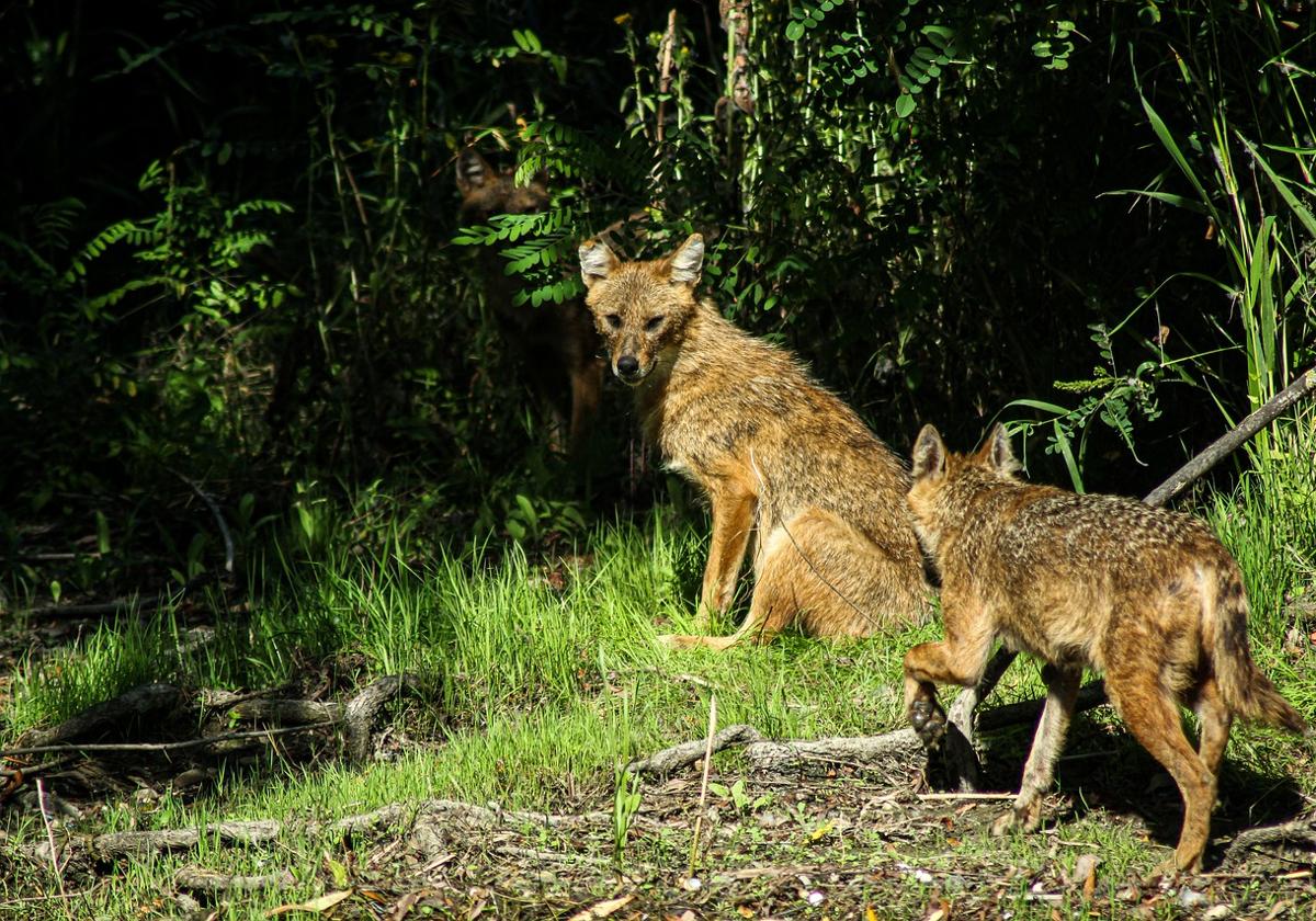 Dos ejemplares de chacal dorado, 'el fantasma de los bosques'