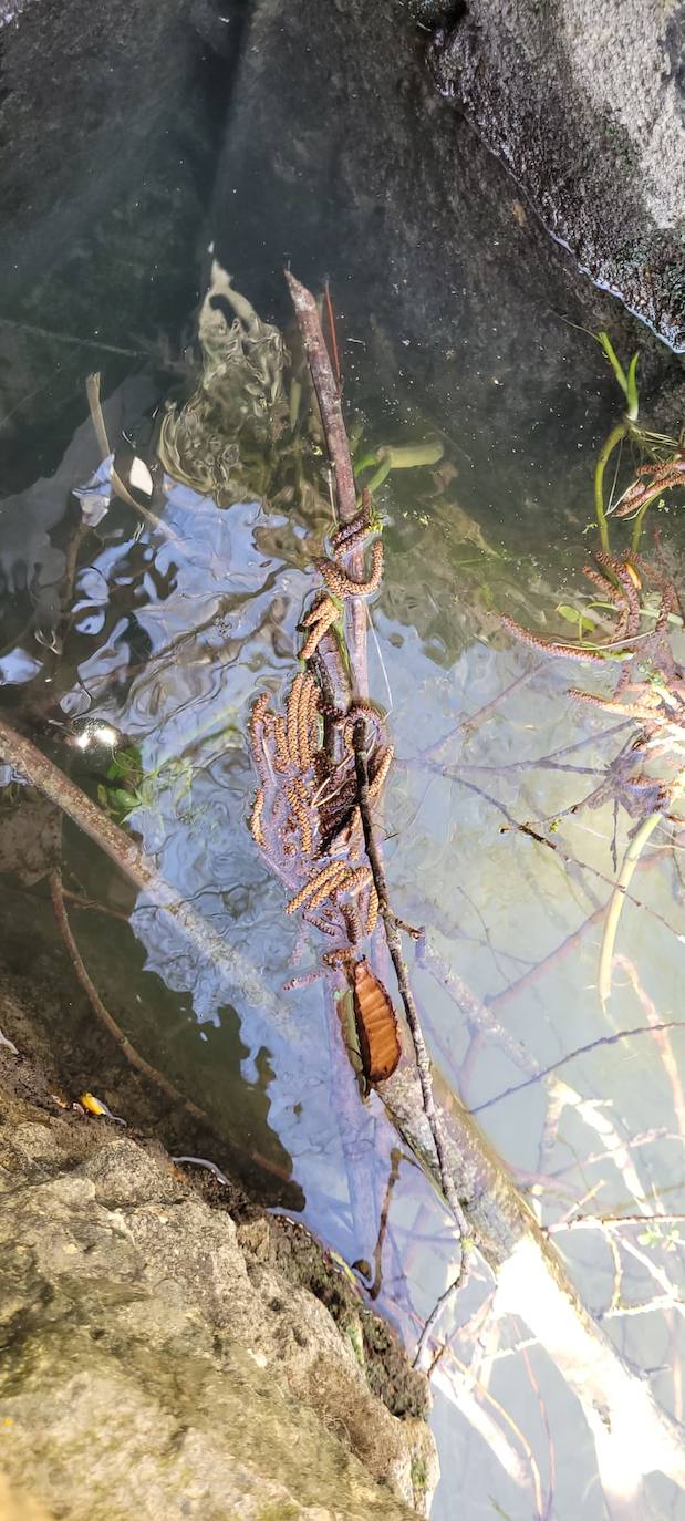 Imagen secundaria 2 - La Comunidad de Regantes de la Rioja Alavesa denuncia el sabotaje del caudal ecológico del Inglares