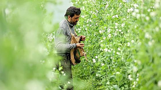 Guisante lágrima, el vegetal más caro del mundo