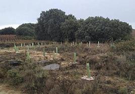 Las plantaciones ayudarán a regenerar la zona del Monte de Navaridas.