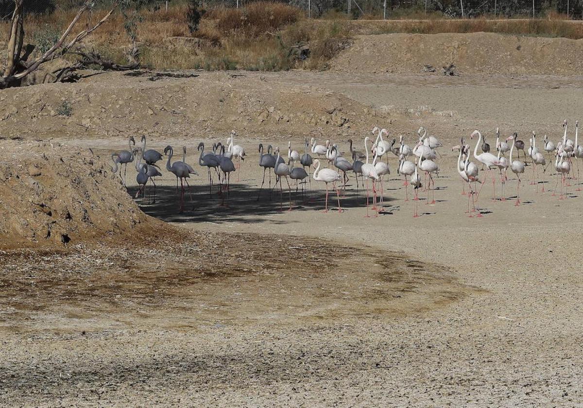 El salvador de Doñana