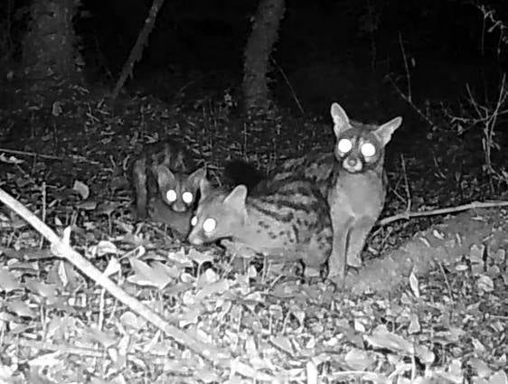 Tres ginetas pasan delante de una de las cámaras de fototrampeo