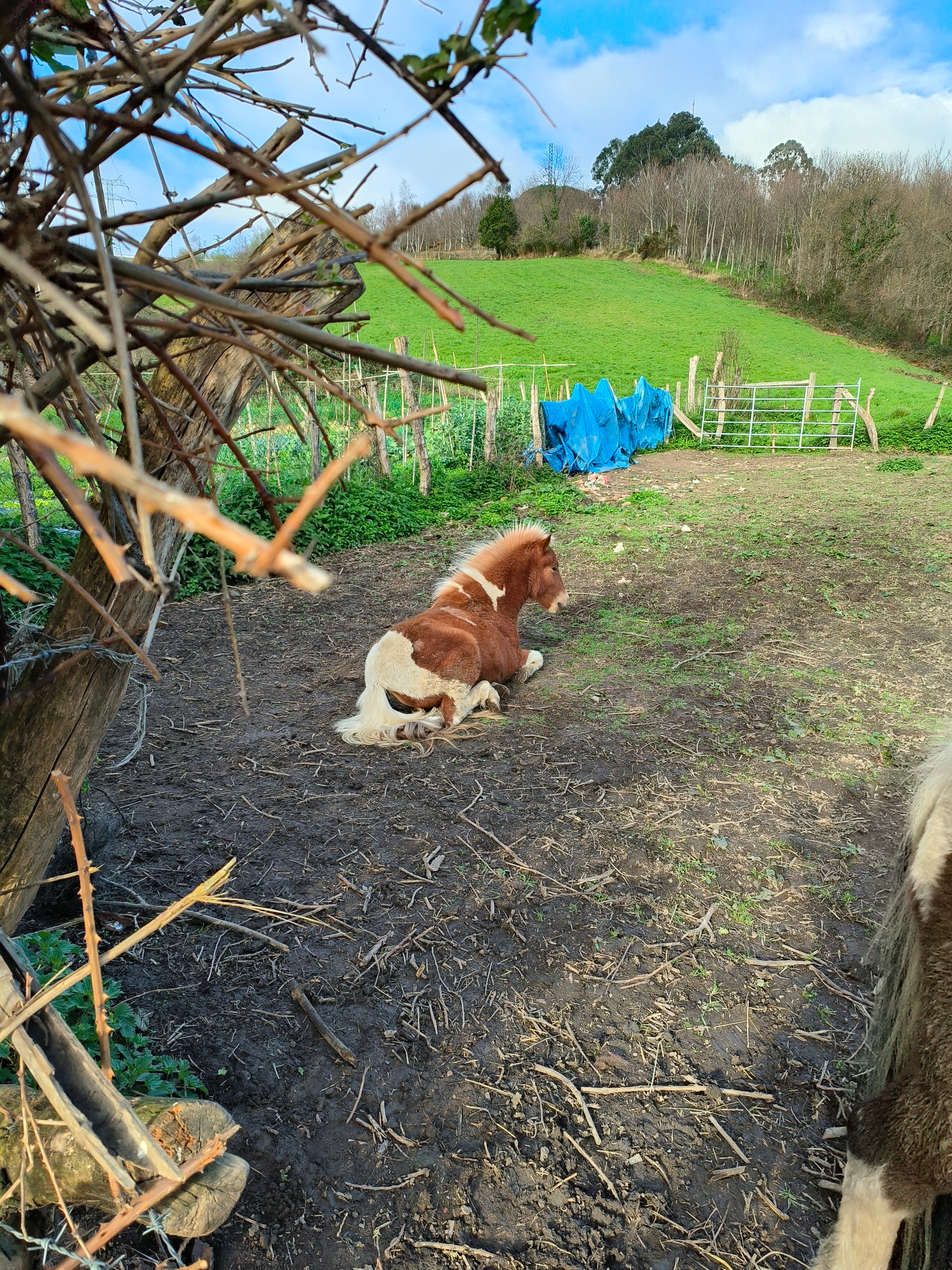 Ejemplo de foto sacada con zoom digital.