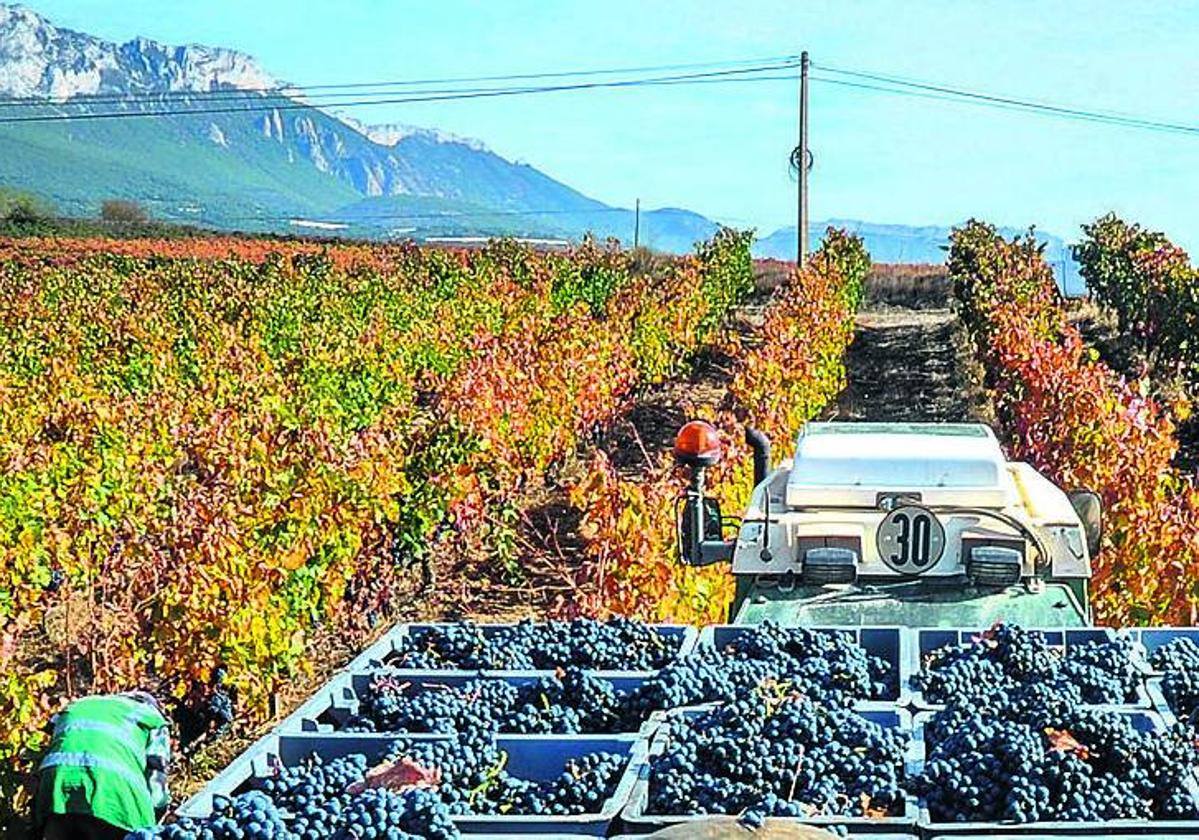 Vendimia en Rioja Alavesa.