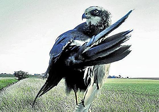 Stephen Gill. La serie 'The Pillar' , premiada en el Festival de Arlés como mejor libro de autor, contempla tiempos ajenos a los humanos, aquellos comprendidos por el paso de las estaciones y los ciclos de migración de las aves.