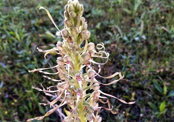 Esta 'Himantoglosum hircinum' de Lakua ha sido segada