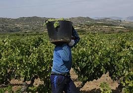 Un temporero recoge uva blanca.