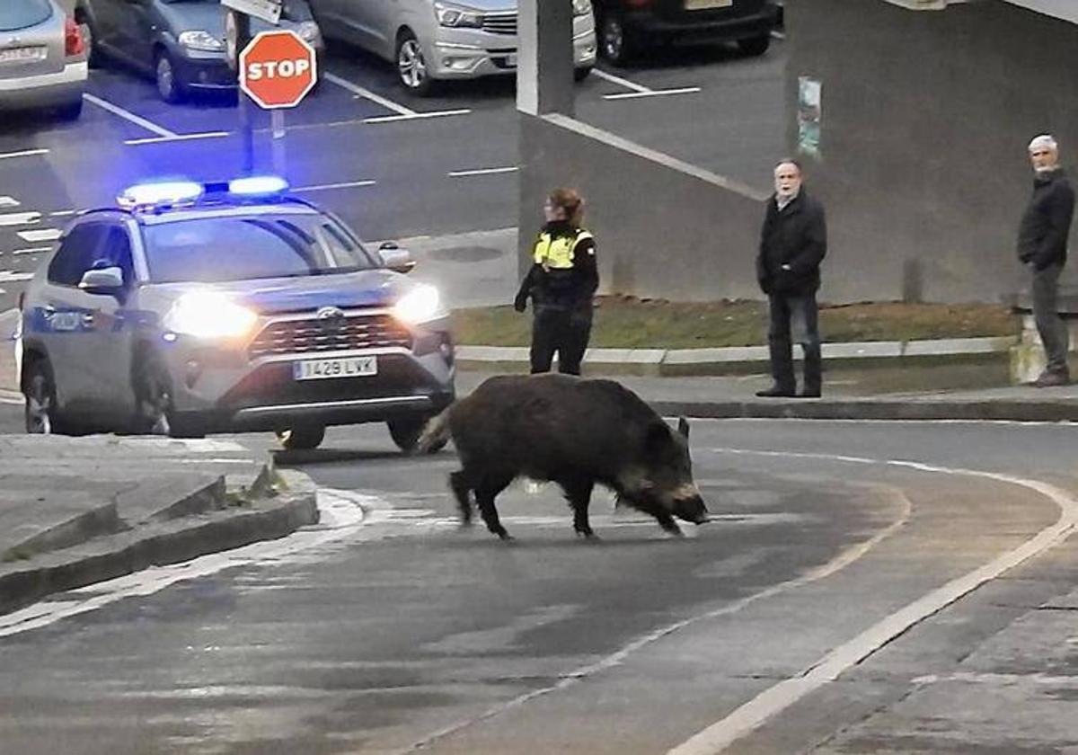 Jabalí que se paseó por Bilbao en febrero, ajeno a esta información.