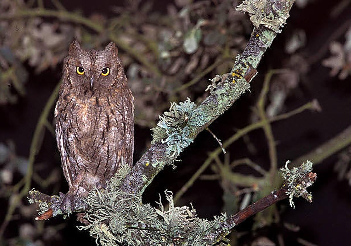 Imagen de un autillo posado en la rama de un árbol.