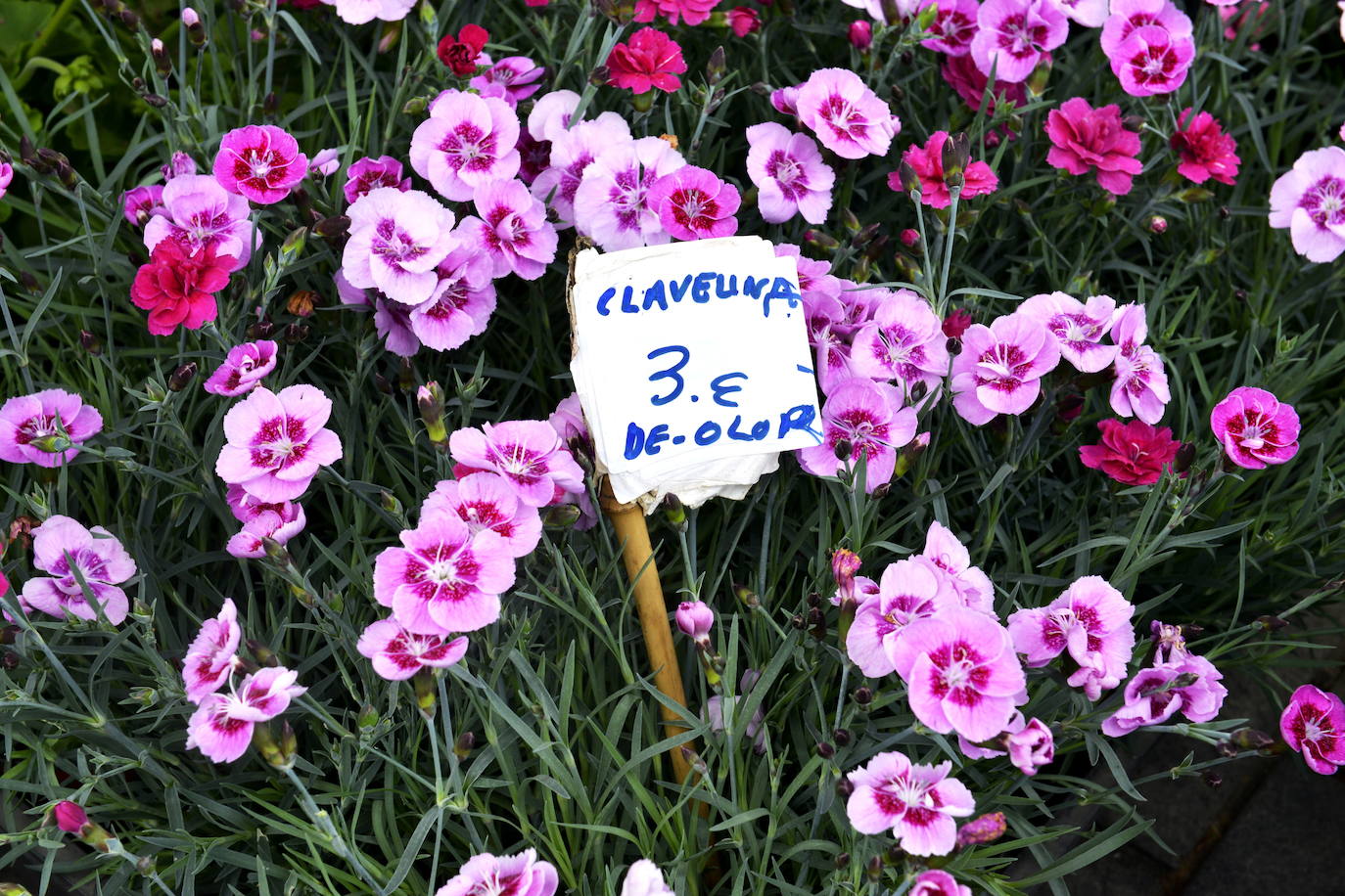 En caso de lluvia, se trasladaría al Palacio Horkasitas, un recinto cubierto.