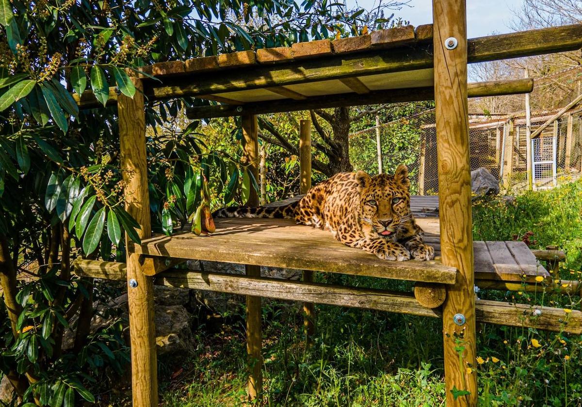 Este centro de acogida de Las Encartaciones cuenta con más de 460 animales.