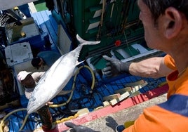 Las piezas del bonito se descargan de uno en uno en el muelle.