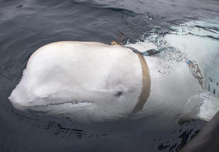 La ballena, con el arnés donde sujetar una GoPro...