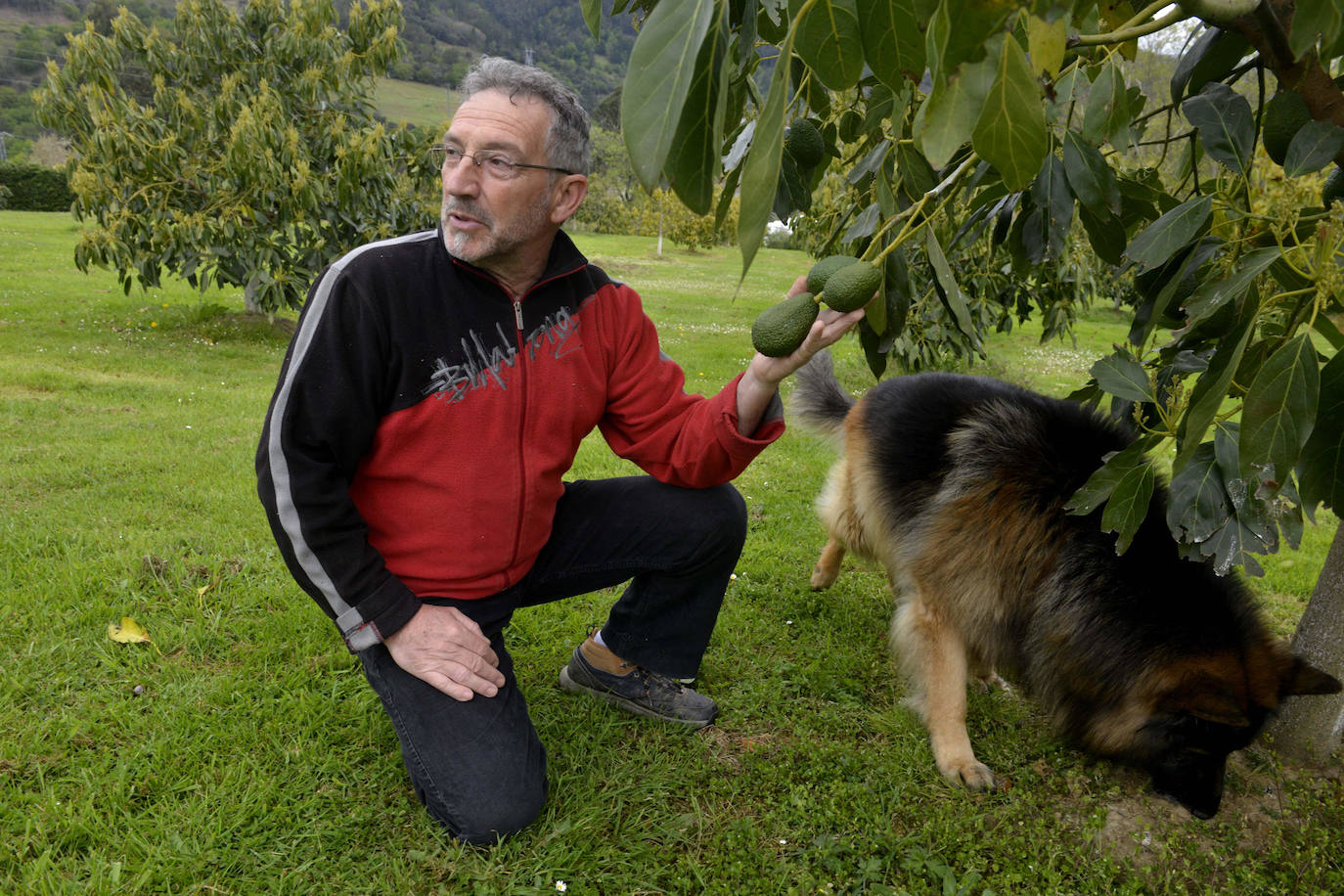 Aguacates ecológicos de Alonsotegi con sabor tropical