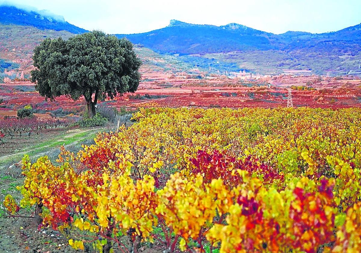 El Ministerio establece que las uvas producidas bajo el paraguas de Rioja son exclusivas para la DOCa.