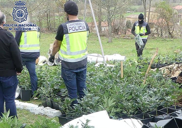 Agentes inspección las plantas retiradas del interior de la vivienda.
