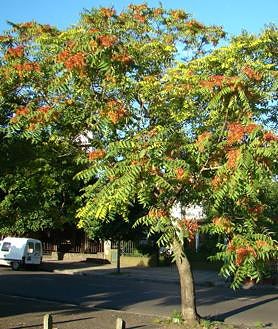 Imagen secundaria 2 - Visón americano, Galápago americano y Árbol del cielo.