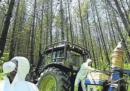 Operarios fumigan una plantación afectada por el hongo.