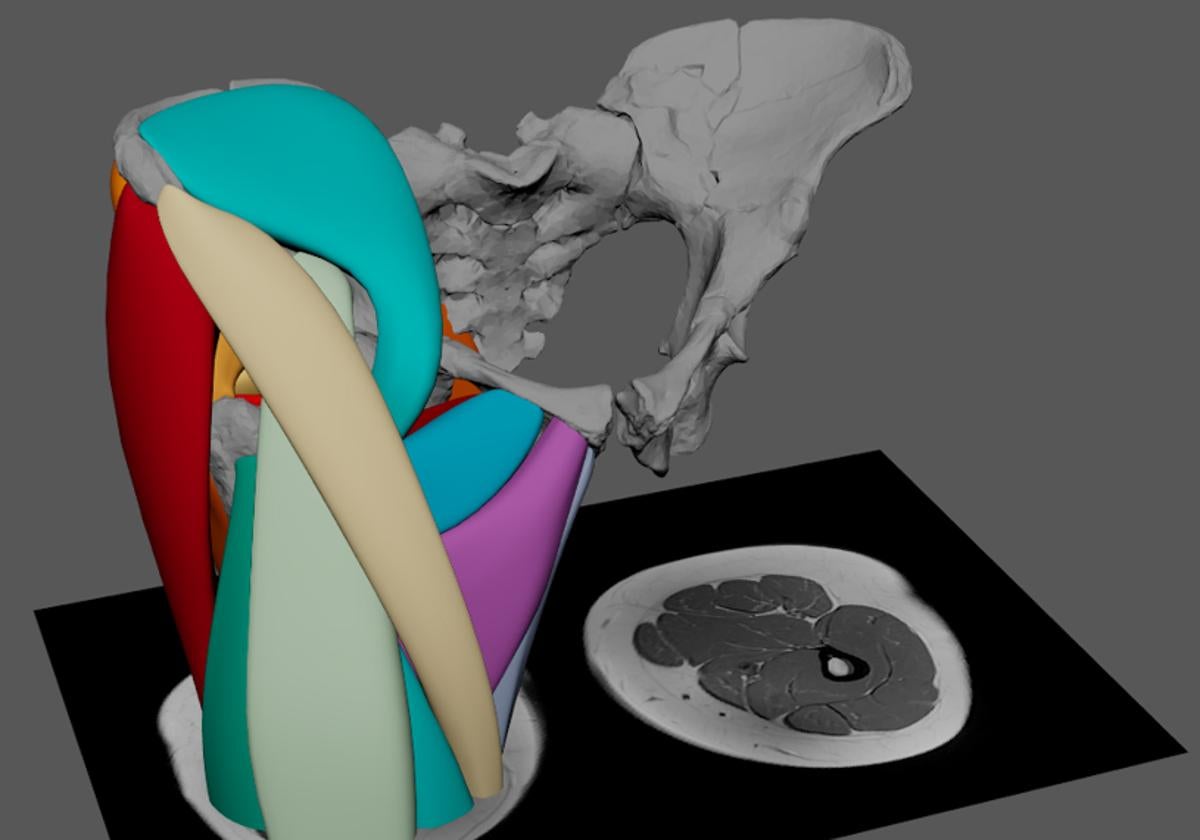 La reconstrucción muscular de los restos de Lucy, de hace 3,2 millones de años, demuestra que podía caminar como nosotros