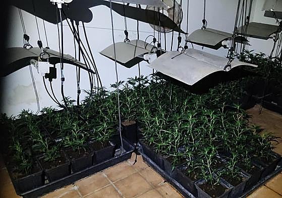 Imagen de las plantas de marihuana halladas en el sótano del chalet.