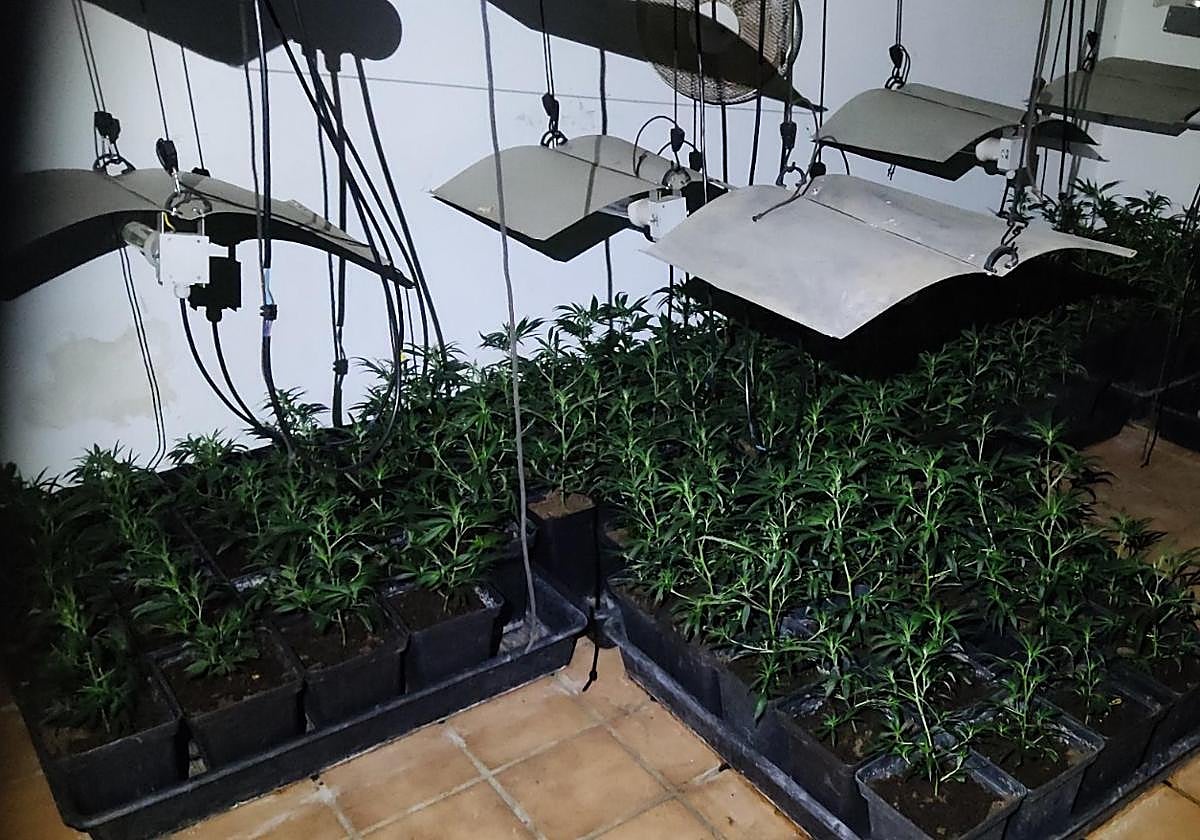 Imagen de las plantas de marihuana halladas en el sótano del chalet.