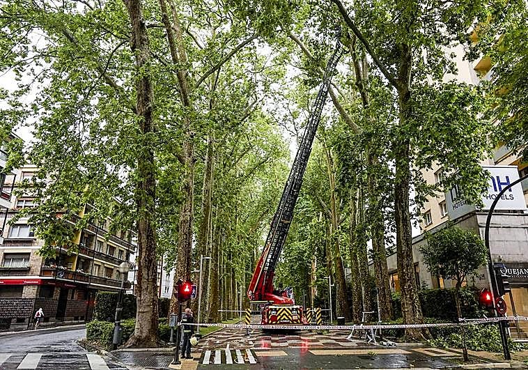 Los Bomberos han utilizado la escalera larga para llegar a la copa de este plátano.