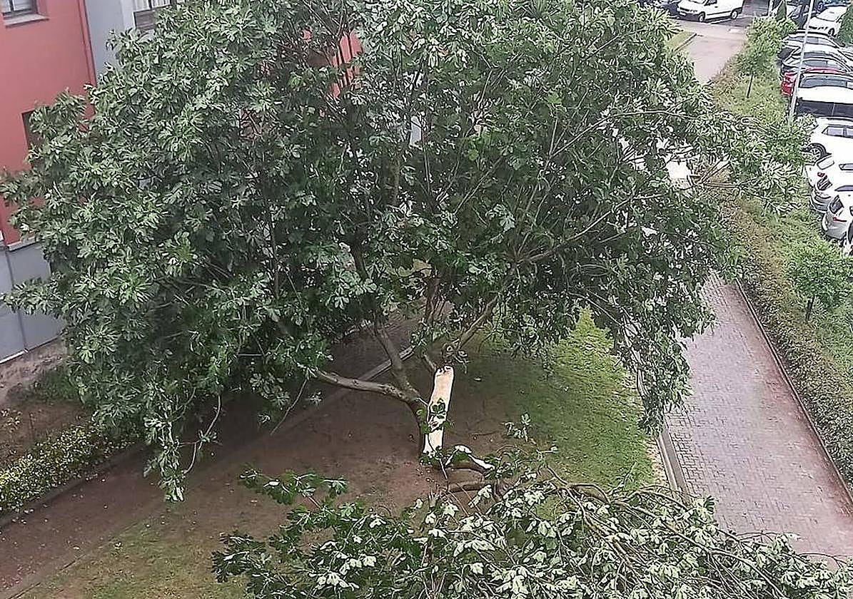 Imagen de la higuera con una de las ramas rotas tras el temporal del domingo en Basauri