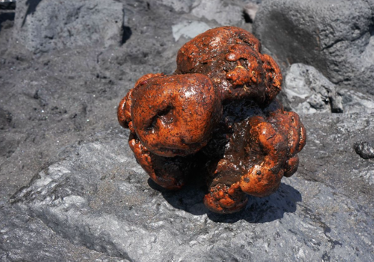 Piedra de ámbar gris recuperada del cachalote varado en La Palma