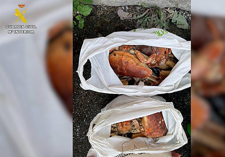 Imagen principal - Intervenidos en Mundaka más de 200 kilos de pescado y marisco preparados para su venta irregular