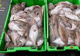 Parte de las cajas de pescado intervenidas en Mundaka por la patrulla Fiscal y de Fronteras de Gernika.