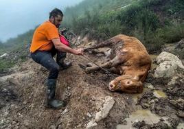 Pablo Linares, amigo de Jesús Rebanal, tira de la vaca Angelita, herida en medio del monte.